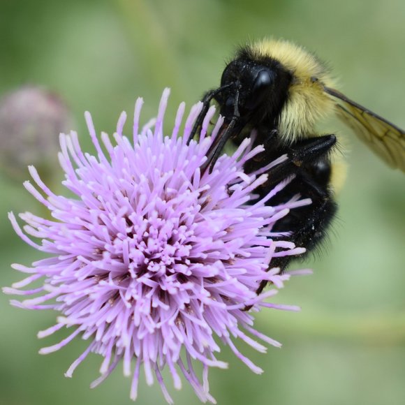8x10 Bee on a Thistle Flower Photograph - Picture 2 of 4